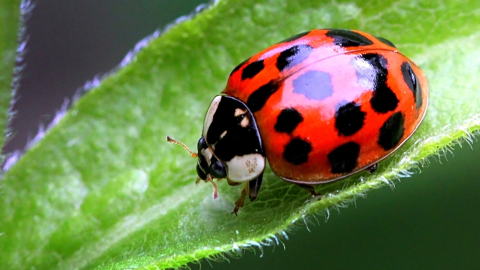 ladybug-lookalike-moving-home