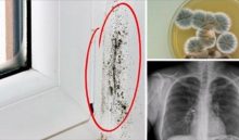 5 ragioni per cui muffe sono pericolose 5 ragioni per cui muffe sono pericolose