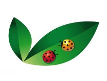 integrated-pest-control-ladybug