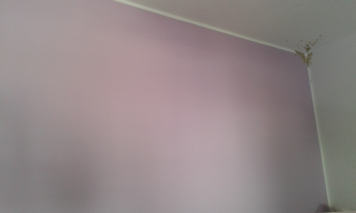 Parete colorata con muffa su un angolo