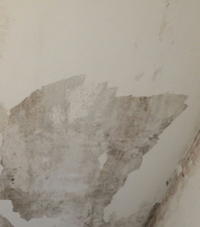 muffe sotto la pittura